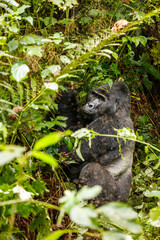 Eastern mountain gorilla in tropical forest of Uganda - 561480210