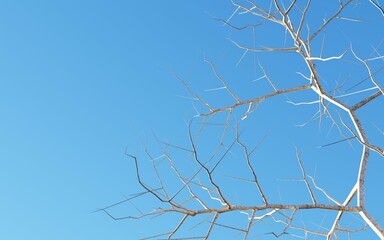 branches of a tree