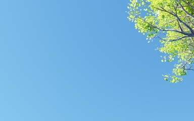 leaves on blue sky background