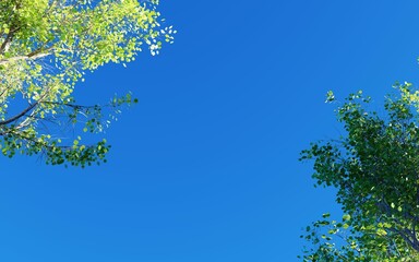 leaves against blue sky