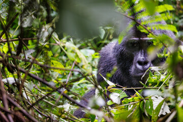 Eastern mountain gorilla in tropical forest of Uganda - 561480673