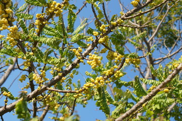 Fototapeta premium yellow gooseberry on the tree