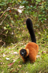 Red Ruffed Lemur - Varecia rubra, beautiful colored primate from North Madagascar tropical forests and woodlands.