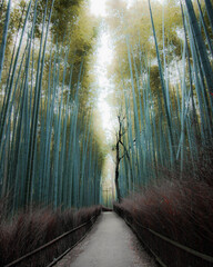 Japan Street Photography