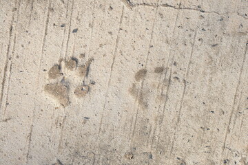 dog footprints background on cement floor