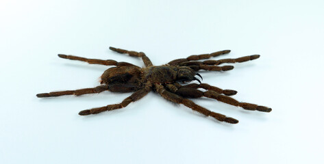 Giant black spider tarantula isolated on white. Erypelma spinius macro close up, arachnidae, collection insect, horror, halloween