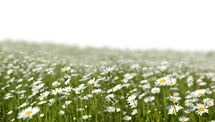 Marguerite daisies on the meadow isolated on transparent background, PNG. Spring flower. - 561484070