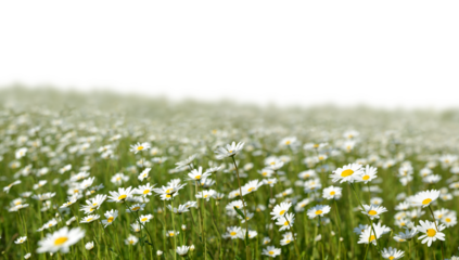 Marguerite daisies on the meadow isolated on transparent background, PNG. Spring flower.