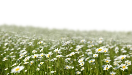Zelfklevend Fotobehang Marguerite daisies on the meadow isolated on transparent background, PNG. Spring flower. © vencav