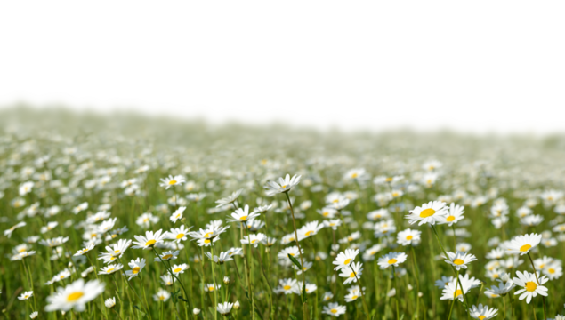 Marguerite daisies on the meadow isolated on transparent background, PNG. Spring flower.