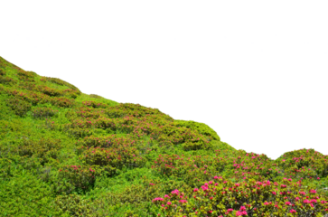 Mountain flower Alpine Rose (Rhododendron ferrugineum) isolated on transparent background, PNG.