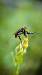 bee on yellow flower