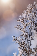 Beautiful winter scenery with frozen plants and sunshine