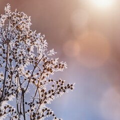 Beautiful winter scenery with frozen plants and sunshine