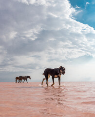 horses on the beach