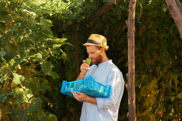 Caucasian farmer wearing straw hat holds a box with harvest and sniffs fruit flavor. Organic gardening. The concept of harvesting and local farming