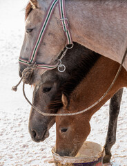brown horse portrait