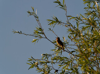 Drosselrohrsänger, Acrocephalus arundinaceus,