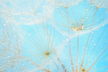 Dandelion seeds with rain drops on blue background. Soft focus, macro shot.