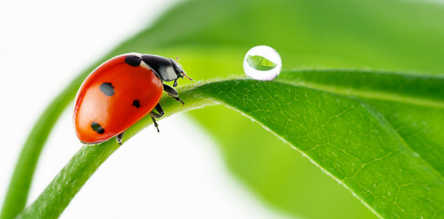 Ladybug on green leaf, close up.