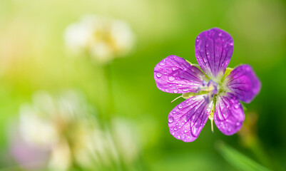 Purple Geranium palustre flower macro shot on green background.