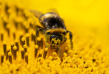Bumblebee sitting on sunflower covered with pollen. Macro shot