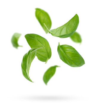 Composition of green flying basil leaves 