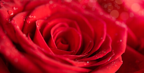 Macro shot of red rose bud with water drops.