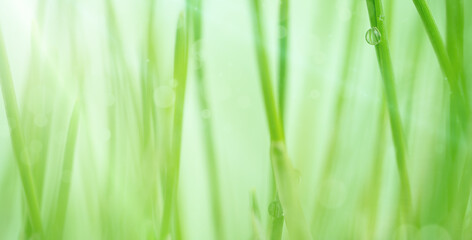 Macro morning dew on green grass, spring background.