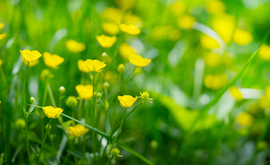 Yellow meadow buttercup spring background. Copy space