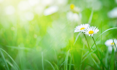 Chamomile flowers on green grass spring background, selective focus.