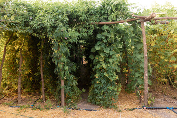 Summer harvest season. Tropical passion fruit plantations and greenhouse. Organic local farming and agriculture