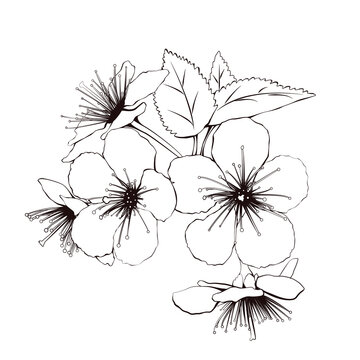 black and white illustration of cherry blossom shapes