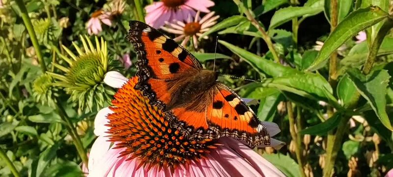 Butterfly urticaria collects nectar from an echinacea flower top view