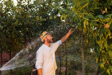 Smiling farmer inspects leaves on a passion fruit plantation. View through the irrigation watering...