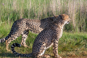 Two cheetahs, photographed in the Rietvlei Nature Reserve, Gauteng, South Africa.