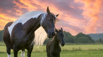 Obraz na płótnie Canvas Mother horse with foal cuddling. The mare turns to its cute baby, one day old. Warmblood horse baroque type, barock pinto, at sunset, Germany