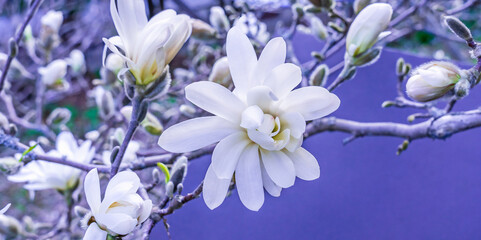 Branch with snow-white magnolia flowers on a branch on a blue background