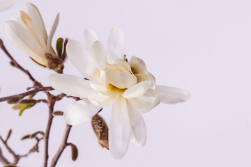White-yellow magnolia flower on a blurred blue background. 