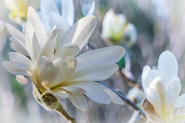 Bud of white magnolia on a bush in early spring close-up