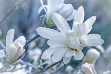 Fototapeta na wymiar White magnolia flower on a blurred blue background. Amazing pastel colors