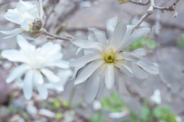 Bud of a beautiful white magnolia on a branch in early spring. View from above
