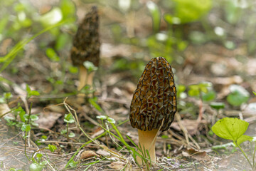 Brown Morel Mushroom found in wooded area close up. Morels are type of spring wild mushroom with meaty texture with nutty flavor.