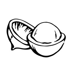 Macadamia nut, seed and nutshell, nut kernel monochrome outline drawing.