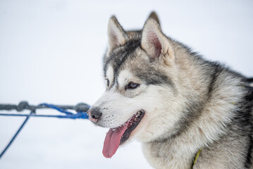 Sled dogs of the Siberian Husky breed in harness