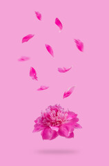 Flying pink peonies flowers and petals Isolated at pink background. levitating flower blooms. Front view. Vertical. Isolated