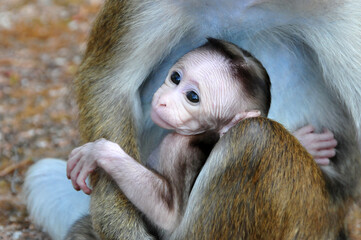 Toque Monkey Sri Lanka