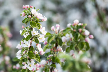 White flowers bloom in the trees. Beautiful blooming garden on a sunny day