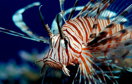 lionfish, turkeyfish, Pterois volitans, Indonesia, Indian Ocean, Komodo National Park