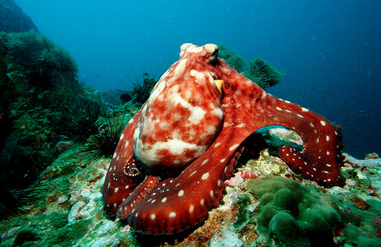 Octopus, Octopus vulgaris, Burma, Myanmar, Birma, Indian ocean, Andaman sea